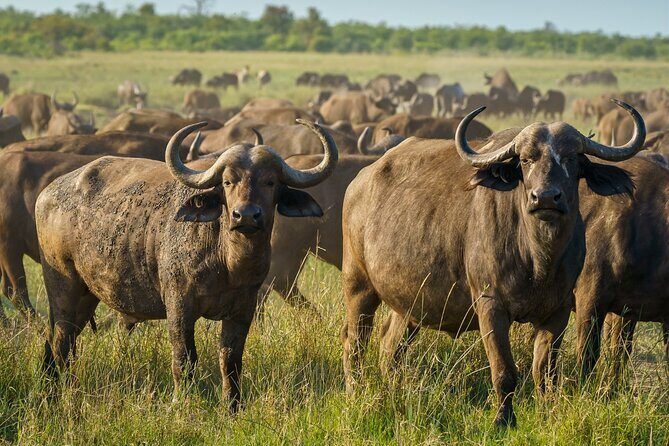 3-Day Masai Mara Wildebeest Migration 2025 - The Nairobi Start: Rift Valley Drive Meets Real Comfort