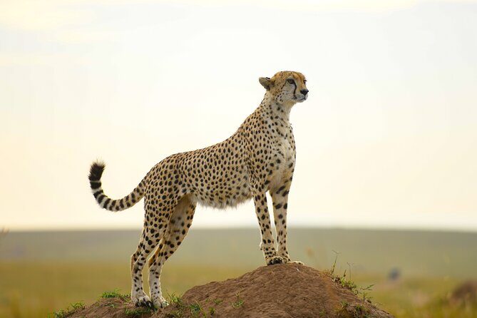 3-Day Masai Mara Wildebeest Migration 2025 - Day 2: Sunrise Options, Balloon Views, and Picnic-Time in the Park