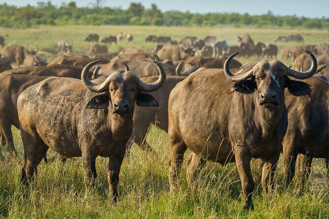 3-Day Masai Mara Wildebeest Migration 2025 - Guides and Safety: Why Reliable Names Matter