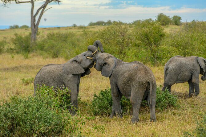 3-Day Masai Mara Wildebeest Migration 2025 - Food, Lodging Style, and the Comfort Stuff That Keeps You Happy