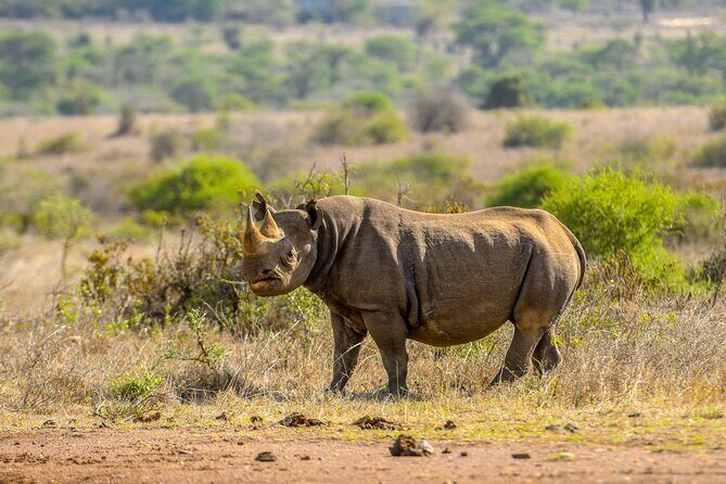 3-Day Masai Mara Wildebeest Migration 2025 - Day 1 in the Maasai Mara: First Game Drive After Lunch
