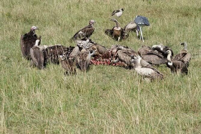 3 Day Private 4x4 Jeep Tour in Masai Mara Safari - The private 4x4 Jeep: why it changes your safari