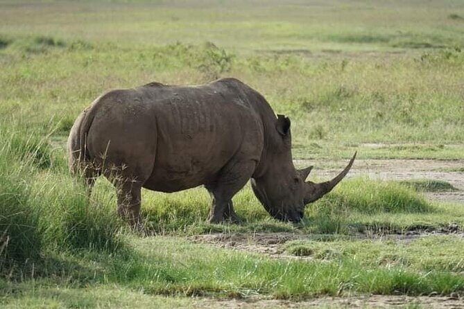 3 Day Private 4x4 Jeep Tour in Masai Mara Safari - What the $840 per person price gets you, and why it can be good value