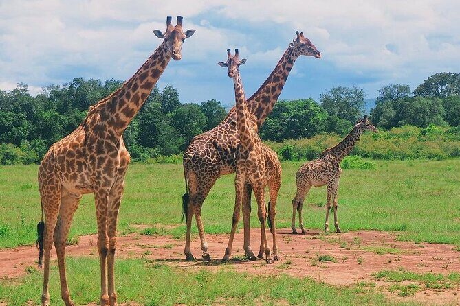 3-Day Private Tour in Tsavo West National Parks - Key Highlights You’ll Actually Feel on Safari