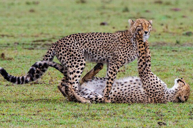 3-Day Private Tour in Tsavo West National Parks - Your Private Jeep and Day Timings: Getting Game Drive Eyes Open