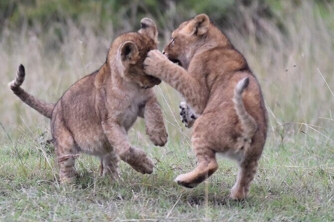 3-Day Private Tour in Tsavo West National Parks - Day 3 Morning Drives: Bushbaby, Hartebeest, and Tree-Top Monkeys