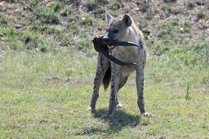 3-Day Private Tour in Tsavo West National Parks - Practical Tips That Make This Tour Easier (and More Fun)