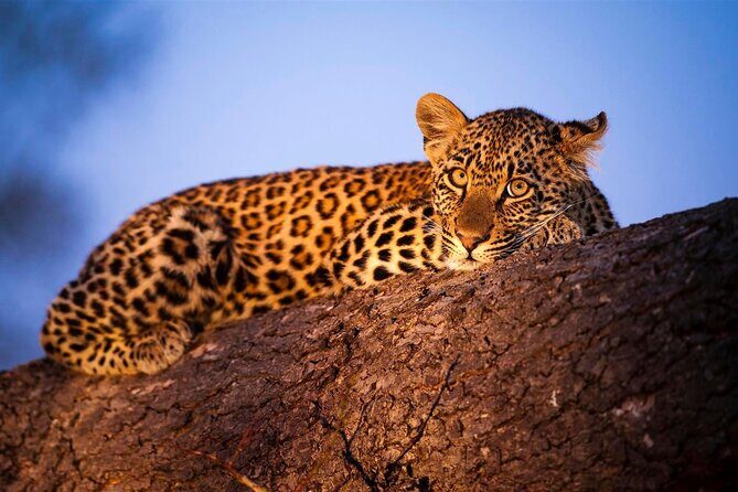 3-Day Safari Tour in two National Parks - The drive from Diani: where your day starts (and why it matters)