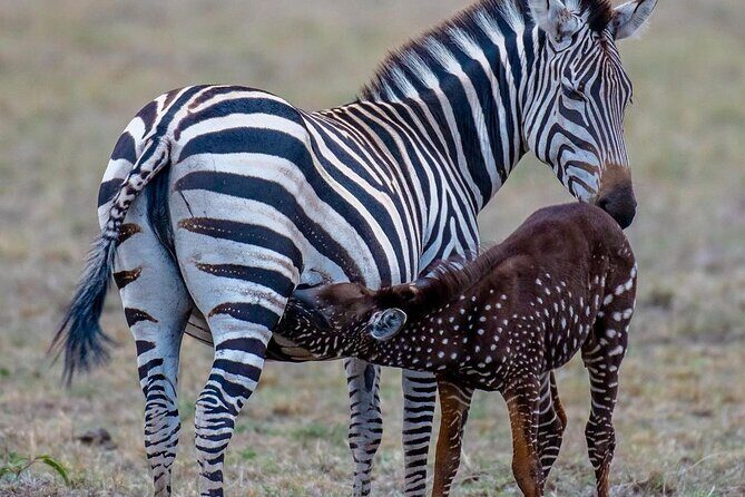 3-Day Samburu safari from Nairobi - Why Samburu (and Shaba) matters beyond the usual safari list