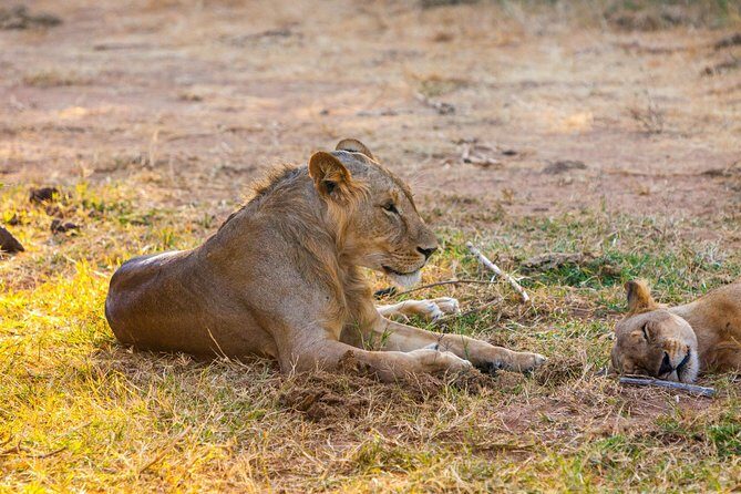 3-Day Samburu safari from Nairobi - Day 1 in Samburu: check in, siesta options, and the evening drive near elephant bedroom tower