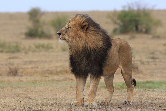 3-Day Sweetwaters: Ol Pejeta Conservancy Safari from Nairobi - Sweetwaters Serena Camp: tented luxury with wildlife nearby