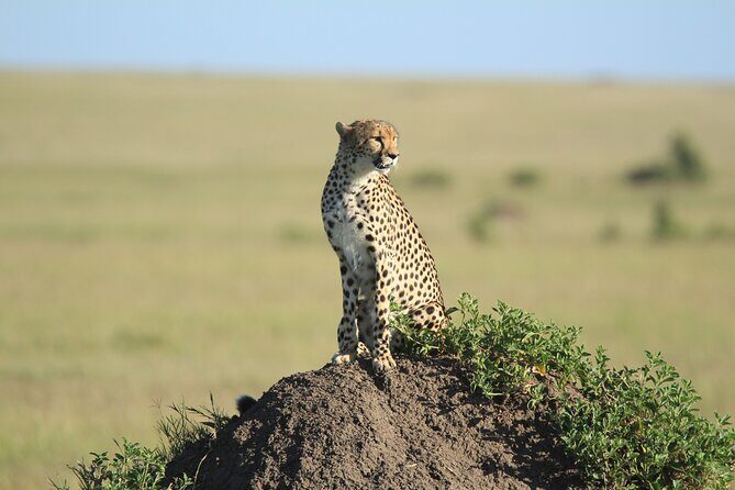 3-Day Sweetwaters: Ol Pejeta Conservancy Safari from Nairobi - Day 1 at Ol Pejeta: chimps and the black rhino focus