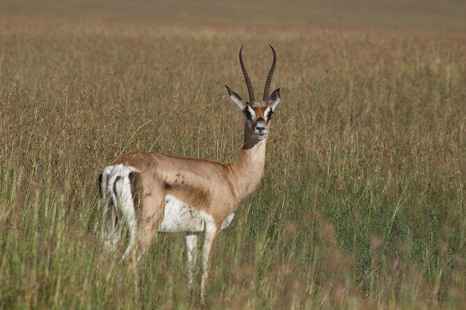 3-Day Sweetwaters: Ol Pejeta Conservancy Safari from Nairobi - How the private open-roof Land Cruiser experience works