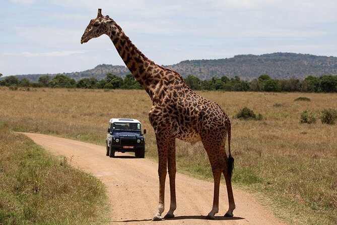 3-Day Sweetwaters: Ol Pejeta Conservancy Safari from Nairobi - Nairobi morning start: the 7:00 am rhythm
