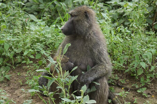3-Day Tsavo East and Tsavo West Safari - Why Tsavo East and Tsavo West works so well from Mombasa
