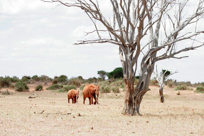 3-Day Tsavo East and Tsavo West Safari - Day 3 with Mzima Springs: water wildlife before Nairobi