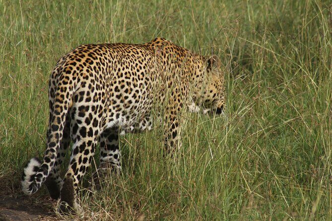 3-Day Tsavo East and Tsavo West Safari - Lodges in the Taita Hills: where you sleep and reset