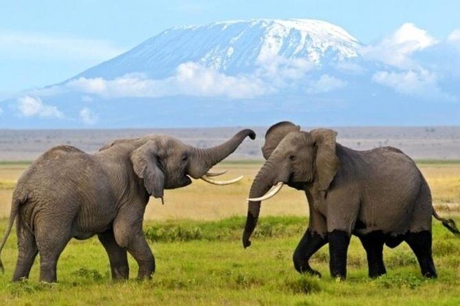 3 Days 2 Nights Amboseli Safari - Key Things You’ll Notice on This Amboseli Safari
