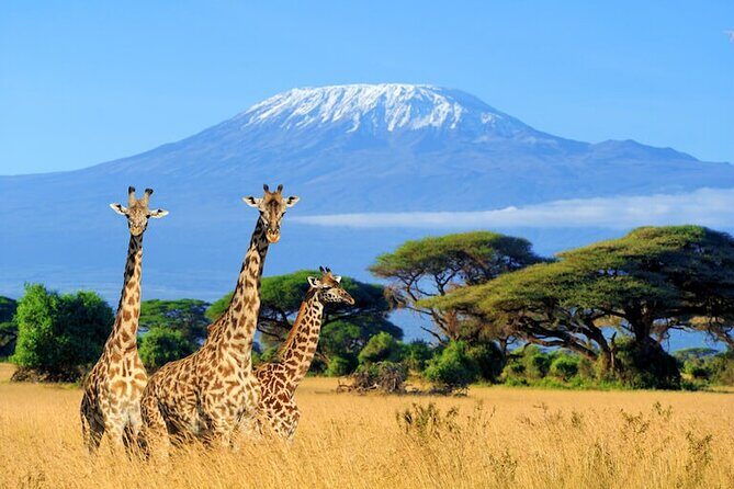 3 Days 2 Nights Amboseli Safari - Mt. Kilimanjaro Views: How to Manage Your Expectations