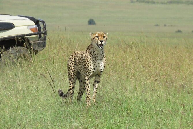 3 Days 2 nights Group joining Midrange Safari Tour in Masai maraa - Maasai Mara: why this safari is the name-brand choice