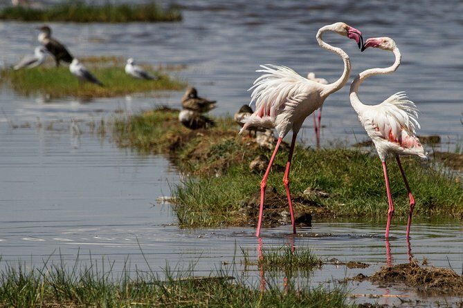3 Days 2 Nights in Maasai Mara via The Great Rift Valley - Meals, comfort, and what’s actually included