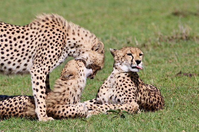 3 Days 2 Nights in Maasai Mara via The Great Rift Valley - The service side: where things usually go right (and what to watch)