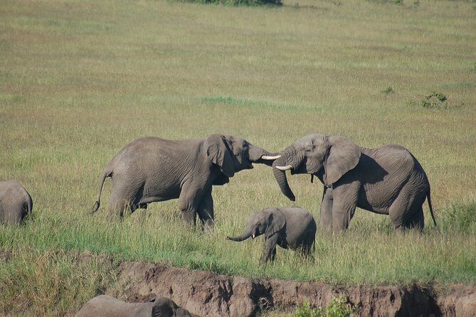 3 Days 2 Nights in Maasai Mara via The Great Rift Valley - Day 1: meet at 8:30, arrive Narok, then your first Big Five search