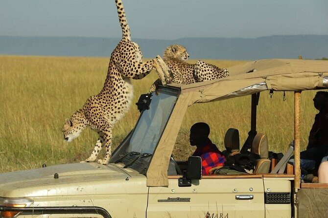 3 Days - 2 Nights Maasai Mara from Nairobi - Why This Nairobi to Maasai Mara Safari Works So Well