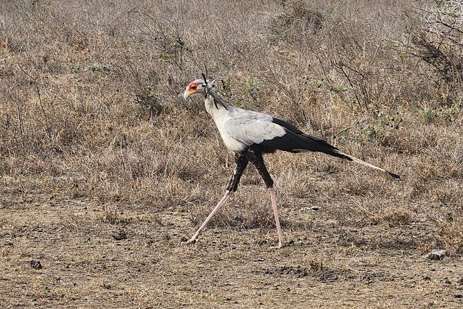 3 Days - 2 Nights Maasai Mara from Nairobi - Day 2: Full-Day Game Drive Plus a Pride Lands Picnic Lunch
