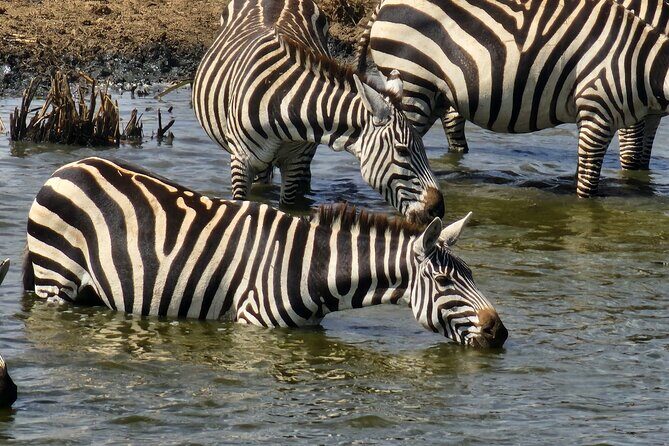 3 Days - 2 Nights Maasai Mara from Nairobi - Day 3: Early Morning Game Drive, Optional Balloon Breakfast, Return to Nairobi