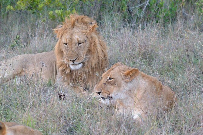 3 days, 2 nights Maasai Mara Game Reserve - Nairobi Pickup and the Rift Valley Viewpoint: Your Start Line