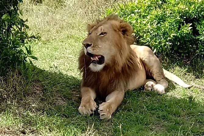 3 days, 2 nights Maasai Mara Game Reserve - Day 1: Driving In, Lunch On Arrival, and Your First Afternoon in the Wild