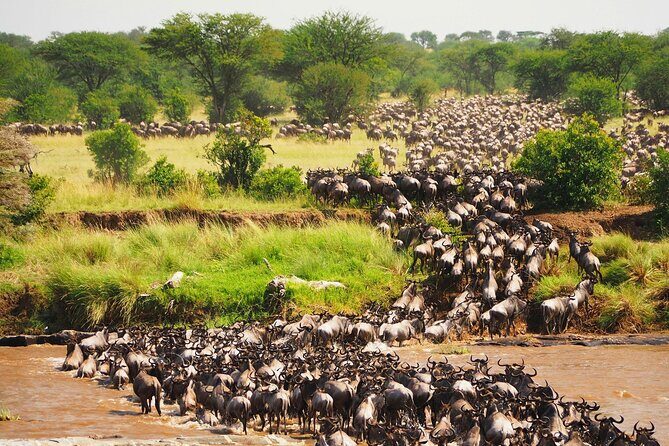 3 Days 2 Nights Maasai Mara Group Safari by 4WD From Nairobi - The small-group highlights that matter