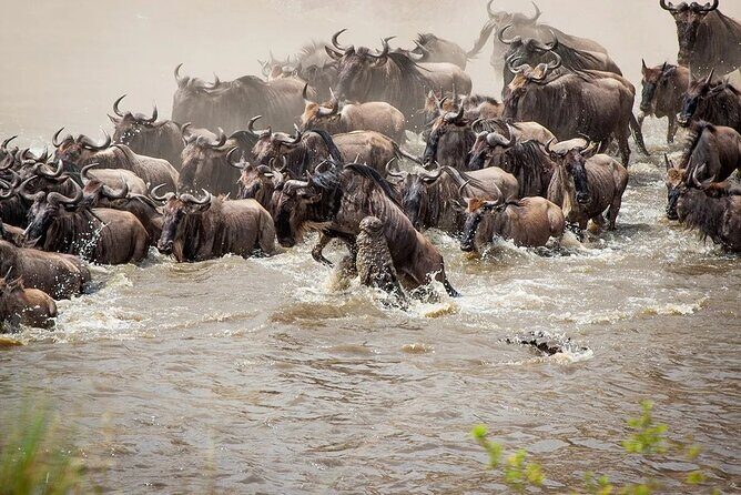 3 Days 2 Nights Maasai Mara Group Safari by 4WD From Nairobi - Day 2: Full-day game viewing in the Mara (Big Five, hippos, crocodiles)