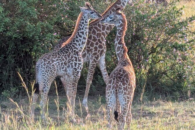 3 Days 2 Nights Maasai Mara Group Safari by 4WD From Nairobi - Day 3: Morning viewing, then back to Nairobi