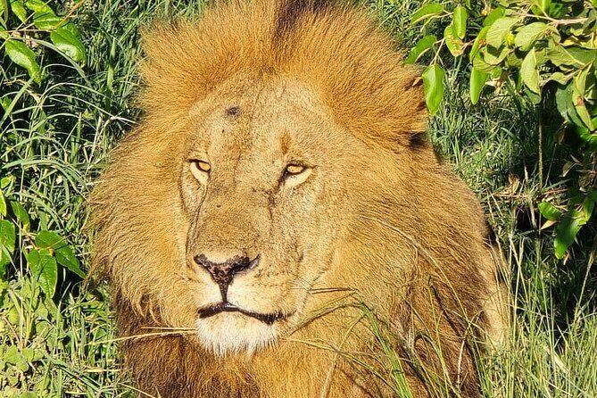 3 Days 2 Nights Maasai Mara Group Safari by 4WD From Nairobi - Small-group 4WD logistics: the sweet spot for comfort and viewing