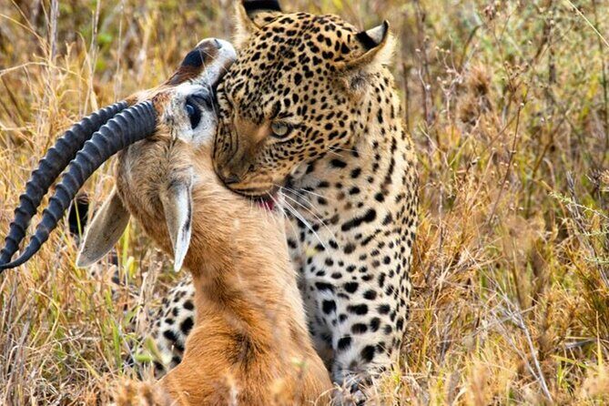 3 Days 2 Nights Maasai Mara Group Safari by 4WD From Nairobi - Guides and the value of good spotting