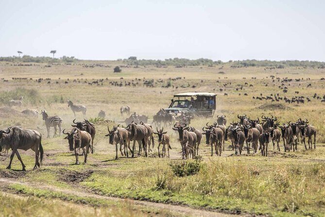 3 Days 2 Nights Maasai Mara National Reserve Joining Safari - Road Trip to Maasai Mara: the Rift Valley adds real momentum
