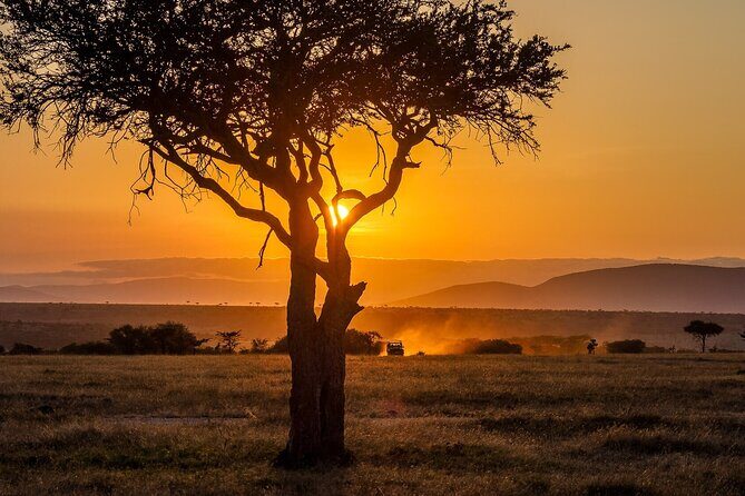 3 Days 2 Nights Maasai Mara National Reserve Joining Safari - Choosing your driver-guide experience: look for animal spotting skills
