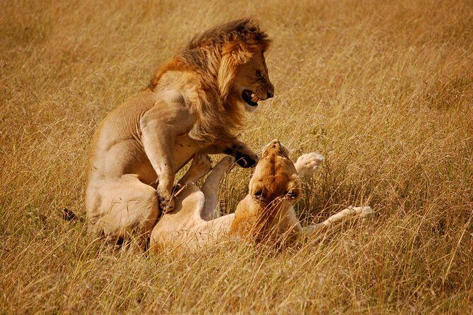 3 Days 2 Nights Masai Mara Joining Safari From Nairobi - Day 3: One Last Dawn Drive and Back to Nairobi by Lunchtime