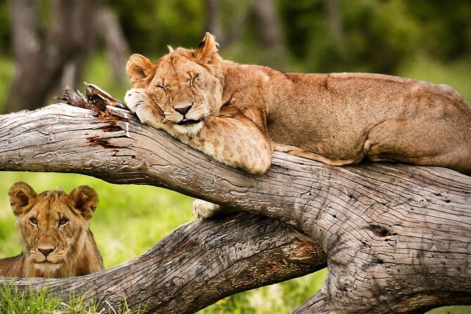 3 Days 2 Nights Masai Mara Joining Safari From Nairobi - Group Size and the Guide Factor: Less Chaos, Better Scanning