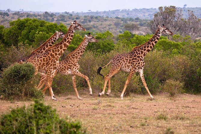 3 Days 2 Nights Masai Mara Joining Safari From Nairobi - Comfort on an Open-Top Safari: What to Pack for Wind and Dust