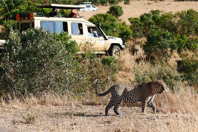 3 Days 2 Nights Masai Mara Joining Safari From Nairobi - Wildlife Reality Check: You Can See a Lot, But the Mara Runs on Its Own Schedule