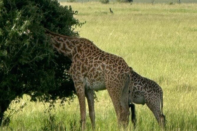 3 Days 2 Nights Masai Mara Road Transport Safari - Nairobi to Masai Mara: Day 1’s Rift Valley Road Trip