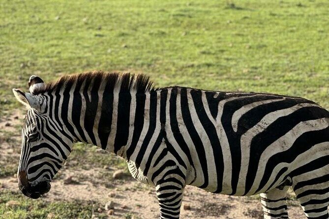 3 Days 2 Nights Masai Mara Road Transport Safari - Packing for a Road Safari (So Your Back Doesn’t File a Complaint)