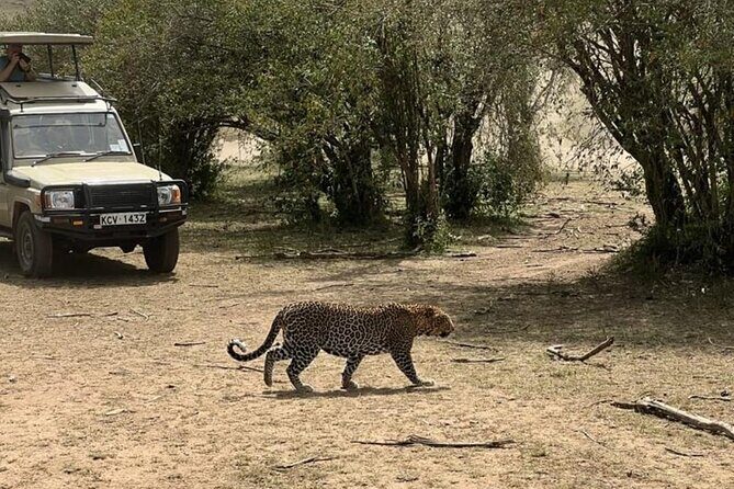 3 Days 2 Nights Masai Mara Road Transport Safari - Who This Safari Suits Best (And Who Might Want a Different Style)