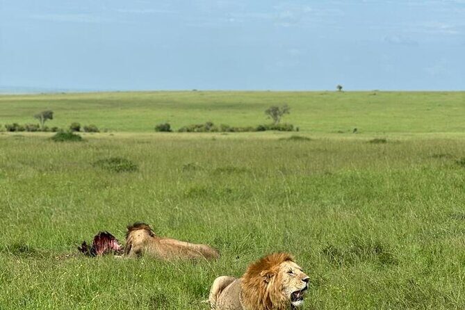 3 Days 2 Nights Masai Mara Road Transport Safari - First Game Drive at 3:30pm: What to Expect When the Day Turns