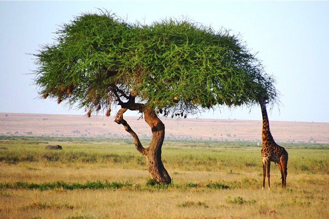 3 Days, 2 Nights Safari - Amboseli National Park and Tsavo West Adventure Safari - Day 1 in Tsavo West: early drives, elephants, lions, and spring water