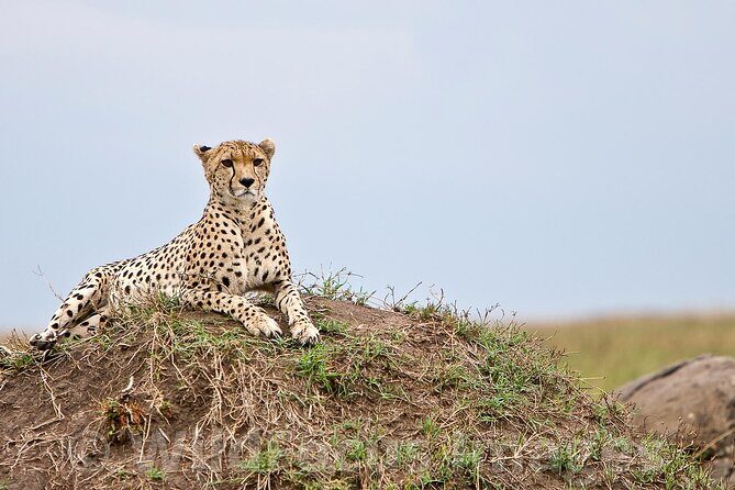 3 Days, 2 Nights Safari - Luxury Maasai Mara from Kisumu/Nairobi - Luxury in practice: lodge stay, pop-up roof viewing, and included meals