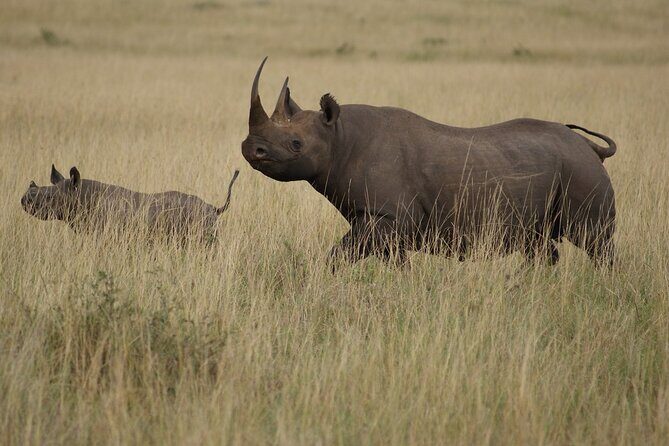 3 Days, 2 Nights Safari - Luxury Maasai Mara from Kisumu/Nairobi - Day 2: Sunrise game drive, unlimited-style Mara exploring, and Mara River action